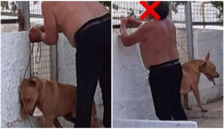 Τερεζάκης: “Πρώτη φορά που μου φέρνουν σκύλο σε τέτοια κατάσταση και επέζησε”