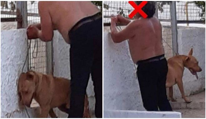 Τερεζάκης: “Πρώτη φορά που μου φέρνουν σκύλο σε τέτοια κατάσταση και επέζησε”